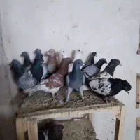 کفتر پرشی|پرنده|مشهد, ابرغن|دیوار