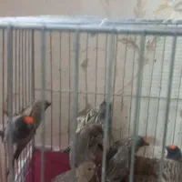 سهره گلبسر قواردار نر همه بخون ۲ ماه قفس|پرنده|قم, باجک دو|دیوار