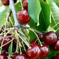 انواع نهال پربار و زودبازده|خدمات باغبانی و درختکاری|قروه, |دیوار