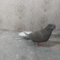 ماده دوم سفید|پرنده|تهران, والفجر (افسریه)|دیوار