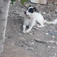 گله ای|حیوانات|اهواز, زرگان|دیوار