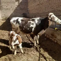 گاوجوان‌باگوساله‌نر