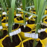 نهال نخل کشت بافت مجول ژنتیک