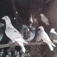 پلاکی ***|پرنده|مهریز, |دیوار