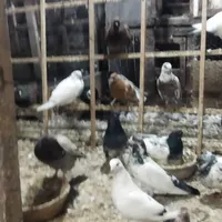 فروش یا معاوضه عروس و فنج و کبوتر|پرنده|رشت, شهرک صبا|دیوار