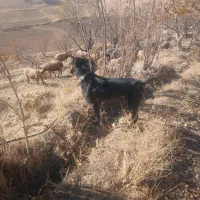 سگ قدرجونی|سگ|کامیاران, |دیوار