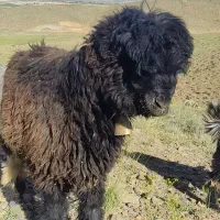 بره قوچ کری