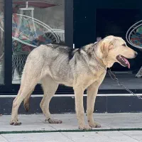 سگ گمشده|حیوانات|ارومیه, |دیوار