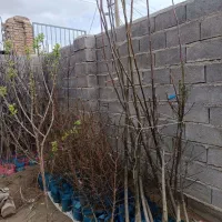 مستقیم و بدون واسطه بخرید|گل و گیاه طبیعی|تکاب, |دیوار