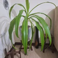 گل و گلدان|گل و گیاه طبیعی|صدرا-فارس, فاز ۱|دیوار