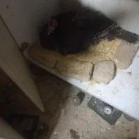 فروش بقلمون کرچ