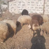 فروش بره نر|حیوانات مزرعه|دره شهر, |دیوار