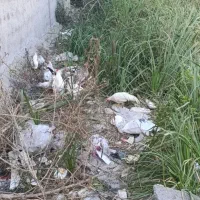 5تا خروس 5مرغ گذاشتم برای غروش|حیوانات مزرعه|رشت, آب آسیاب|دیوار