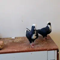 کبوتر