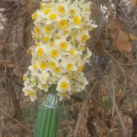 حراج تخفیف ویژه شب یلدا گل نرگس کازرون باغ جنت