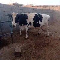 سلام کاوه هلشتاین