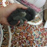 خرگوش لوپ اصل|موش و خرگوش|تربتحیدریه, شهرک ولیعصر|دیوار