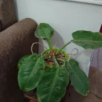 تعدادی گل و گلدان|گل و گیاه طبیعی|کرمان, |دیوار