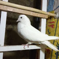 زوردار|پرنده|ایوان, |دیوار