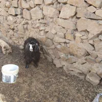 دو تا بزغاله ماده