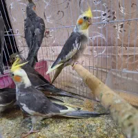 عروس هلندی|پرنده|مشهد, رضاییه|دیوار