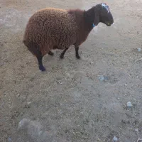 ۱ عدد بره نر افشاری چاق و ۱ بزغاله نر|حیوانات مزرعه|تربتحیدریه, ده پائین|دیوار