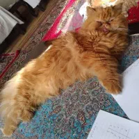 گربه پرشین