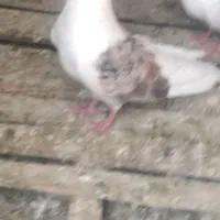 کبوتر خوشونه