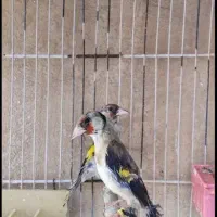 سهره ماده کاچ داغسر،سهره سرخ نر