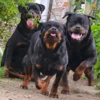 سگ روتوایلر rottweiler توله سگ روتوایلر|سگ|هشتگرد, شهرک گلها|دیوار