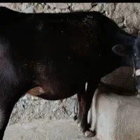 گاو