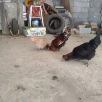 مرغ وخروس لهستانی|حیوانات مزرعه|سنندج, |دیوار