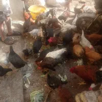 تعداد زیادی مرغ. رسمی تخم گذار وخروس لاری