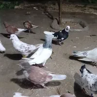 اصل جنس هم زمینی هم هوایی