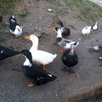 اردک محلی واسراییلی ماده|حیوانات مزرعه|نوشهر, |دیوار