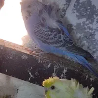 معاوضه مرغ عشق پروانه ایی با سره نر