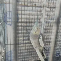 عروس هلندی ماده