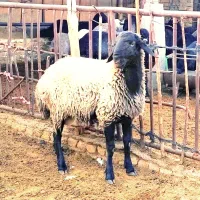 حیوانات مزرعه