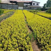 کار باغبانی