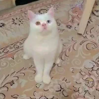 گربه اسکاتیش سفید و بلو نرو ماده