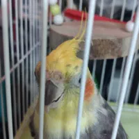 عروس هلندی نر|پرنده|چالوس, |دیوار