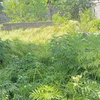 زمین تمام مسکونی ۵۴۰ متر سند تک برگ واقع در فخب|فروش زمین و ملک کلنگی|رشت, کوی حسینی|دیوار