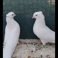 سفید اراکی|پرنده|اقلید, |دیوار