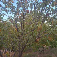 باغ حصار کشیده فروشی|فروش دفتر صنعتی، کشاورزی، تجاری|بروجن, |دیوار