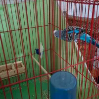 مرغ عشق|پرنده|مشکیندشت, |دیوار