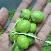 فروش زیتون سبز . سرندشده/ شکسته و ماری|خوردنی و آشامیدنی|رشت, توشیبا|دیوار