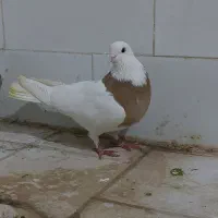 طوقی|پرنده|قم, میدان نو|دیوار