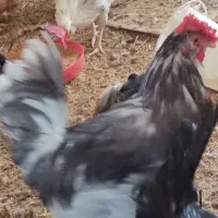 تخم نطفه دارگلین وبرهما