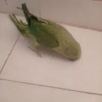 ملنگو سخن گو|پرنده|شهر بابک, |دیوار