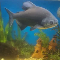 ماهی های گوشتخوار سالم وسرحال